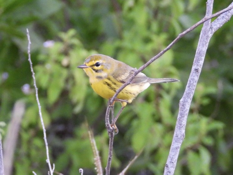 Prairie Warbler - ML644758883