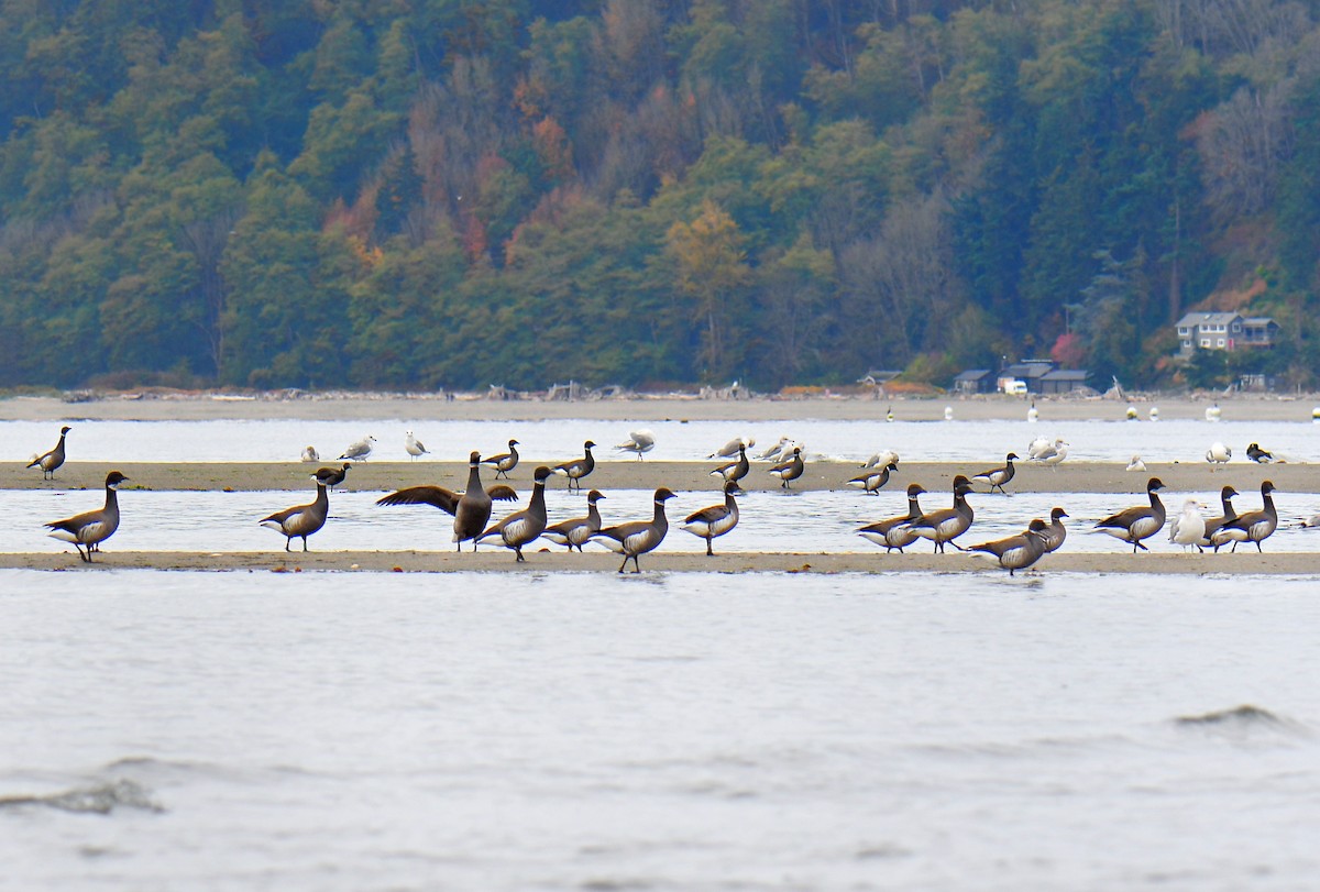 コクガン - ML644758884