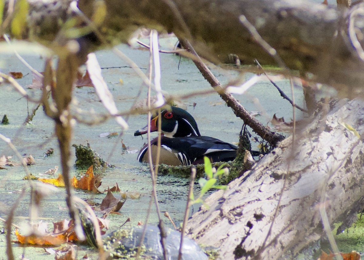 アメリカオシ - ML644758886