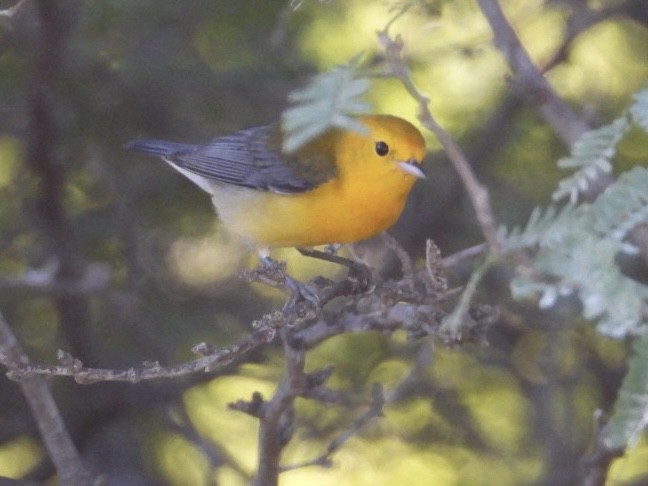 Prothonotary Warbler - ML644758897