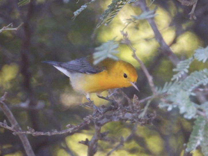 Prothonotary Warbler - ML644758898