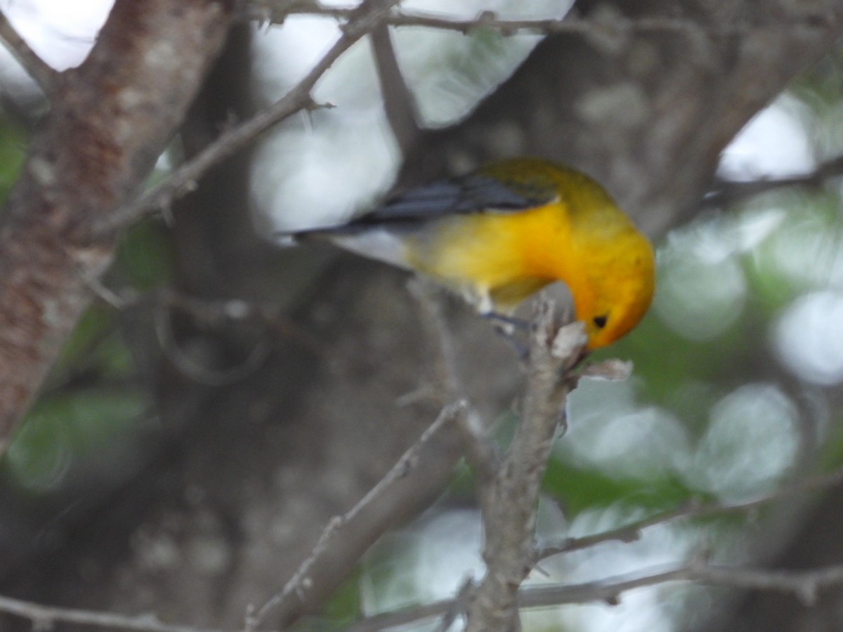 Prothonotary Warbler - ML644758899