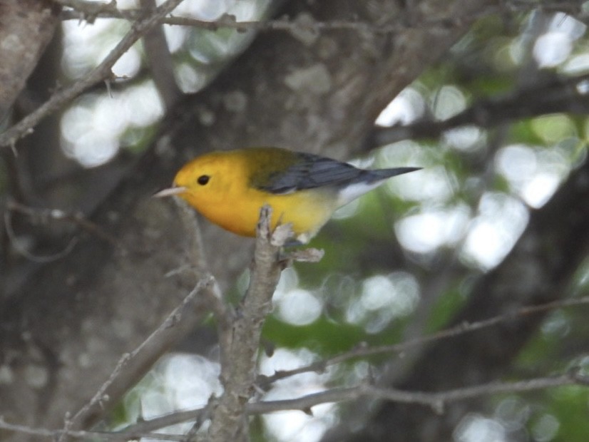 Prothonotary Warbler - ML644758900