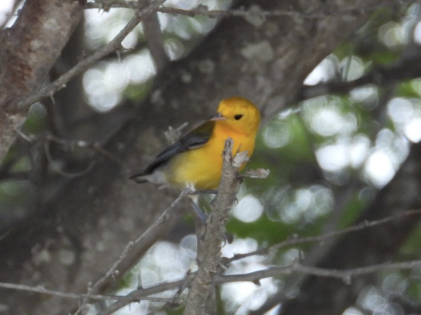 Prothonotary Warbler - ML644758901