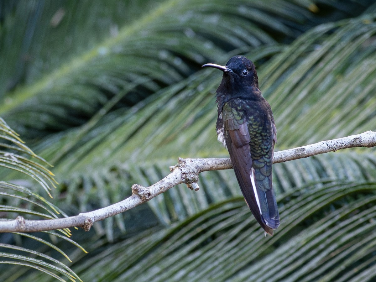 クロハチドリ - ML644758914