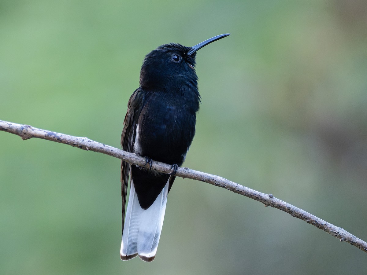 クロハチドリ - ML644758915