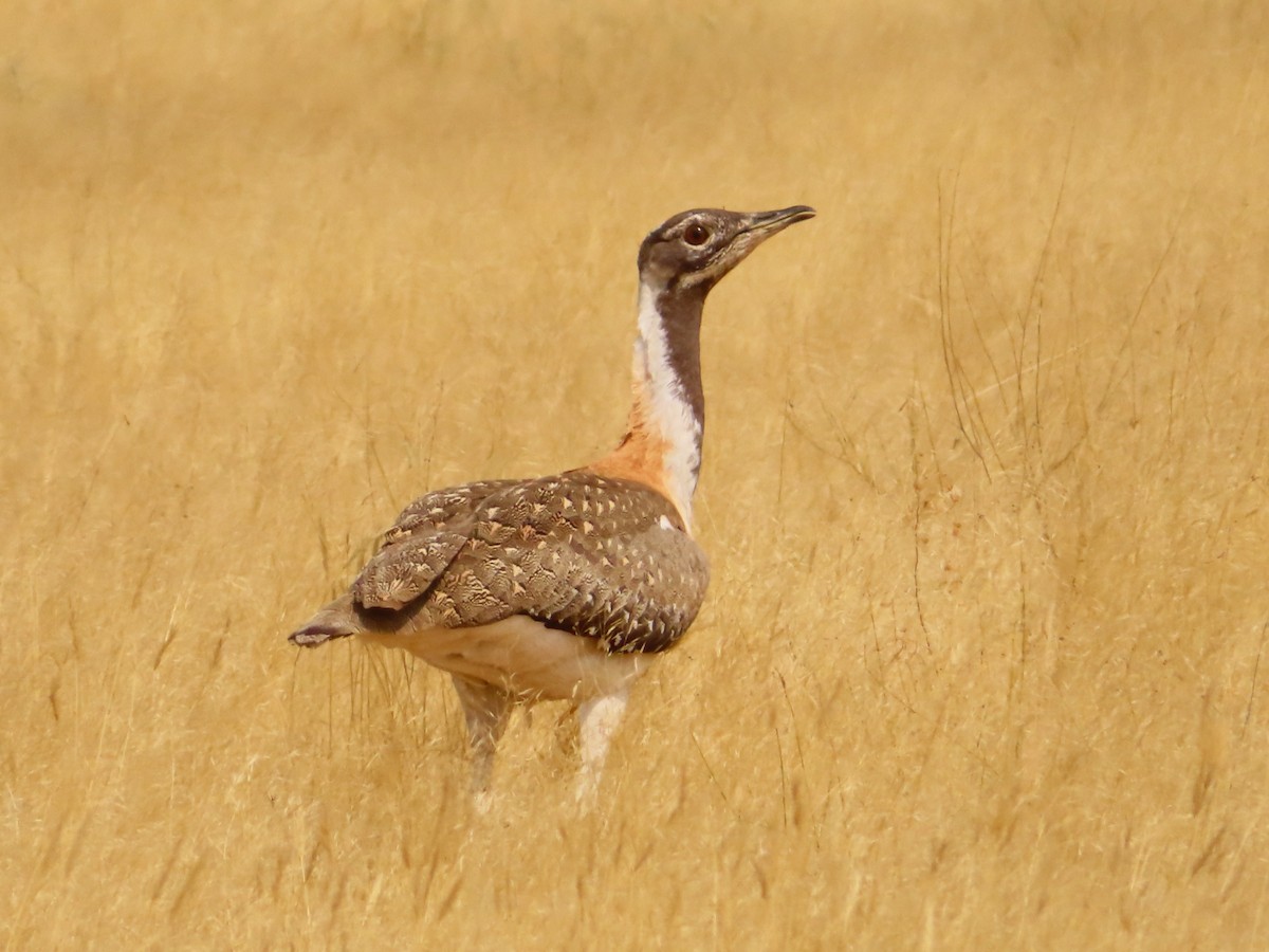 Ludwig's Bustard - ML644758916