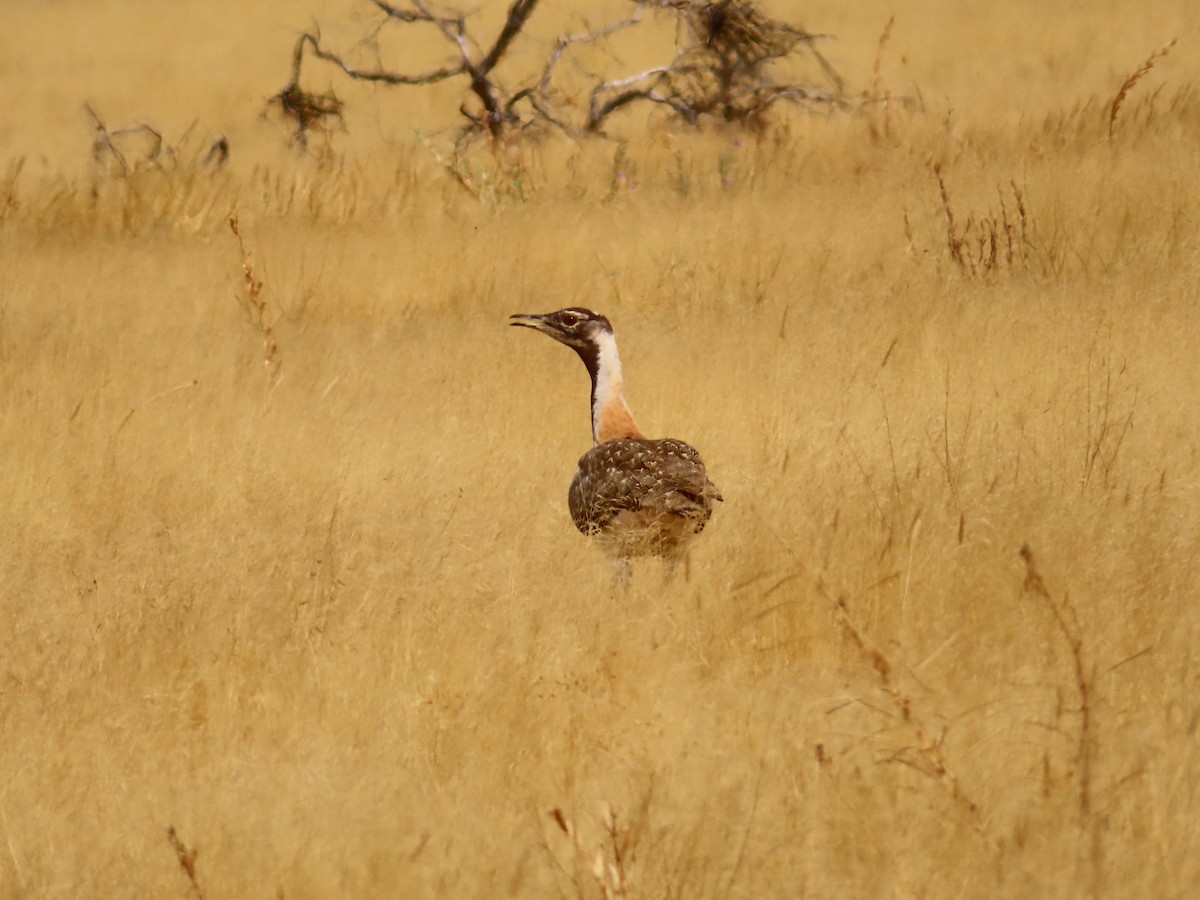 Ludwig's Bustard - ML644758917