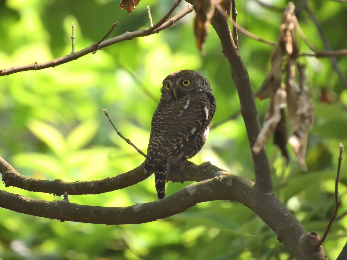 Asian Barred Owlet - ML644758918