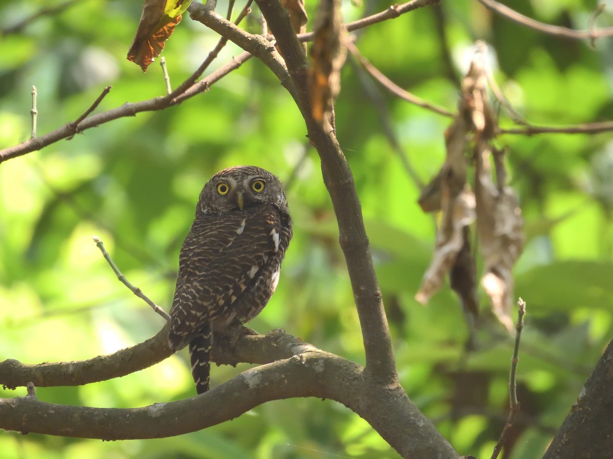 Asian Barred Owlet - ML644758919
