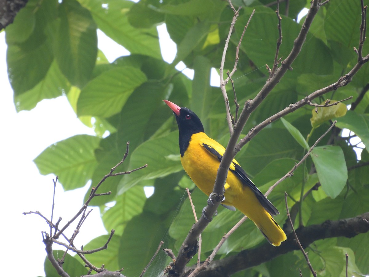Black-hooded Oriole - ML644758929