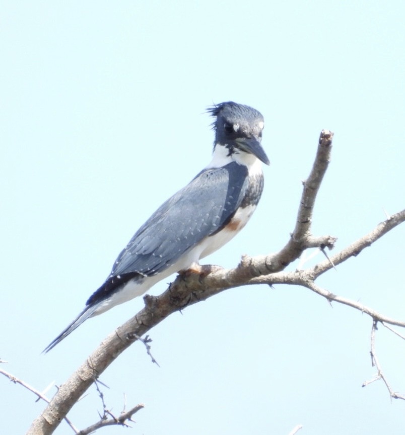 Belted Kingfisher - ML644758930