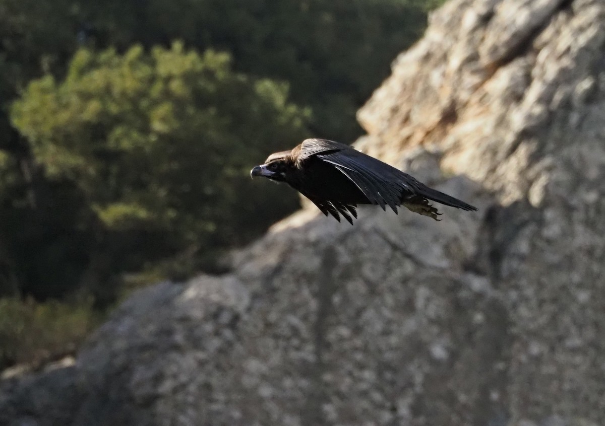 Нөмрөг тас - ML644758941