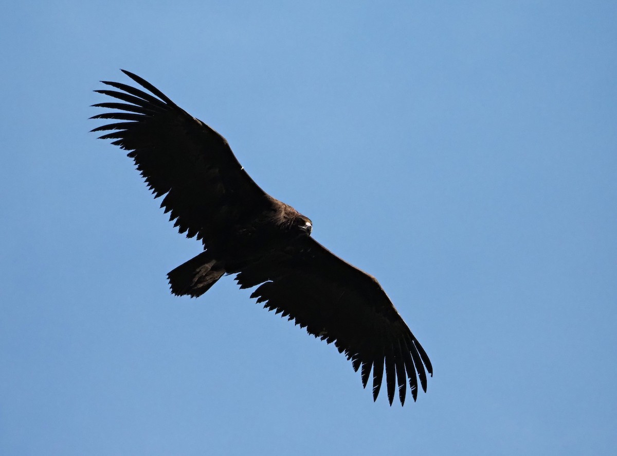 Нөмрөг тас - ML644758942