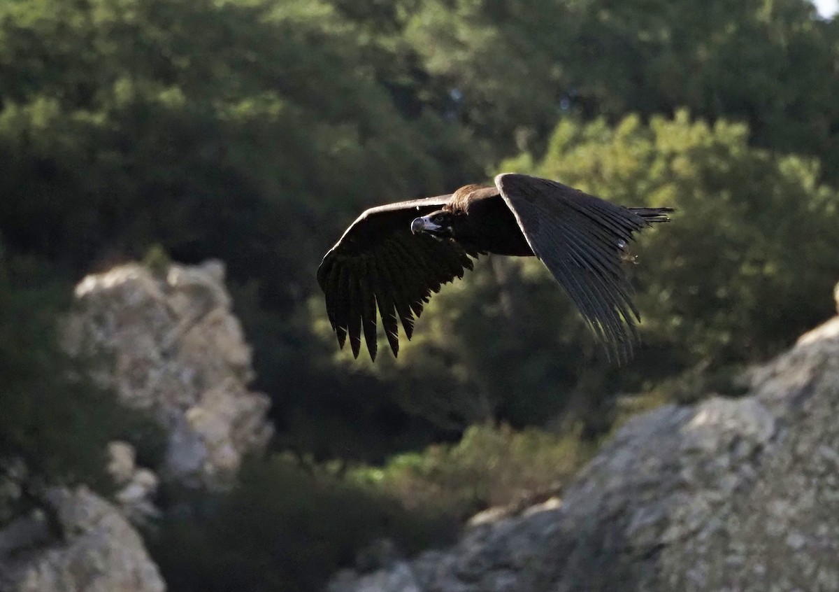 Нөмрөг тас - ML644758943