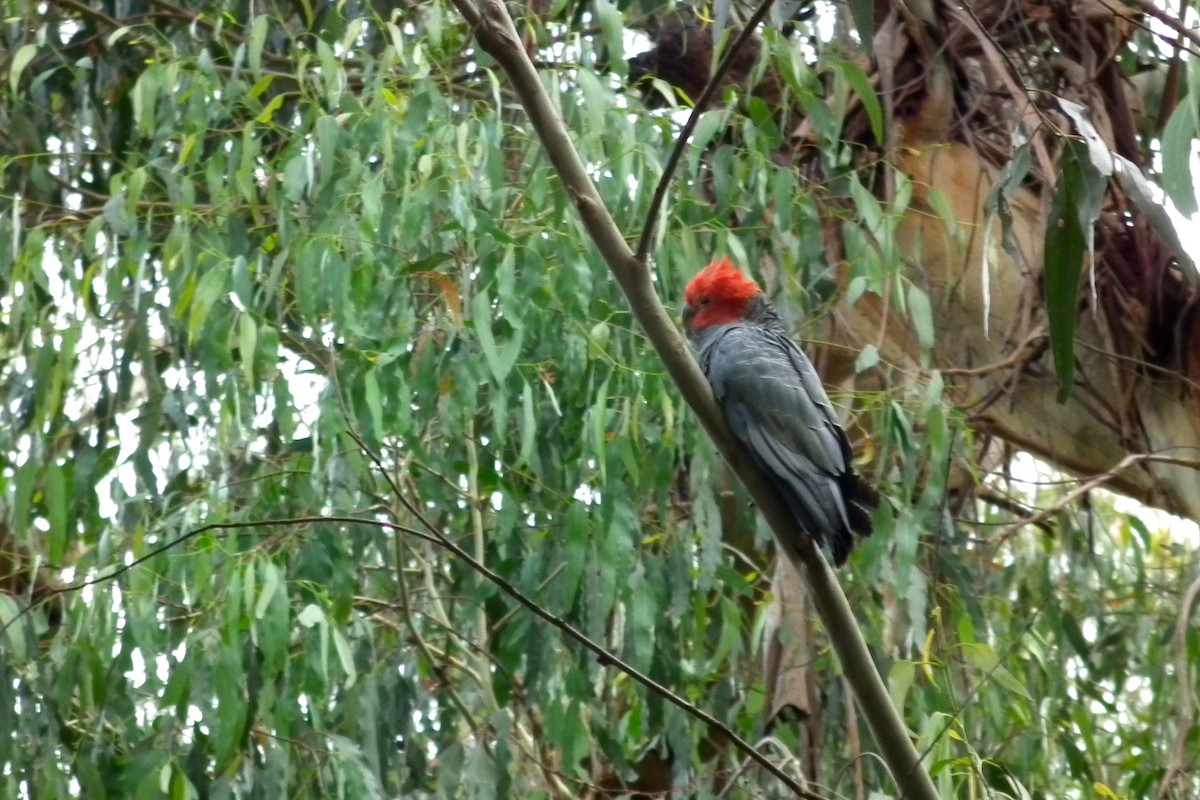 Cacatoès à tête rouge - ML644758947