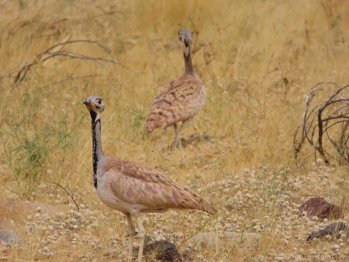 Намибийский корхан - ML644758948