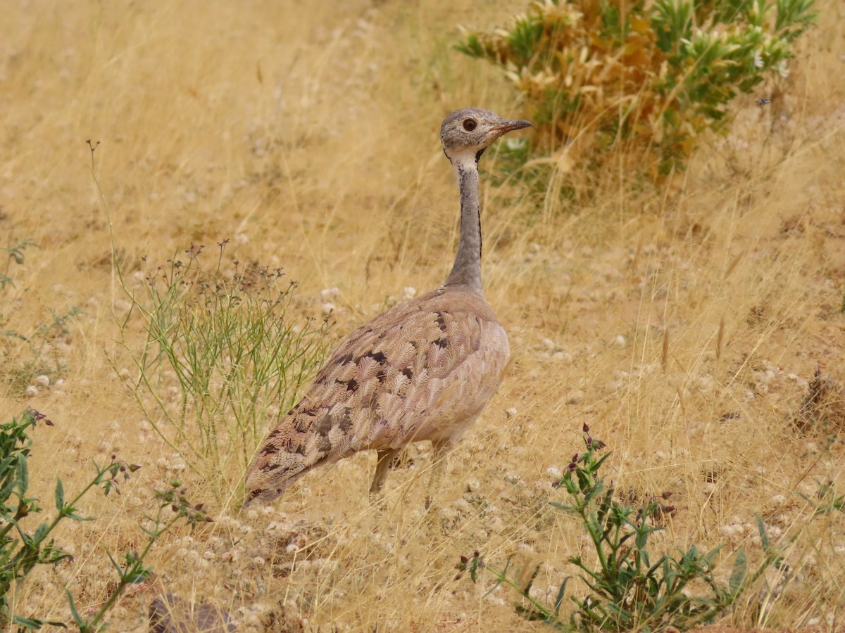 Намибийский корхан - ML644758949