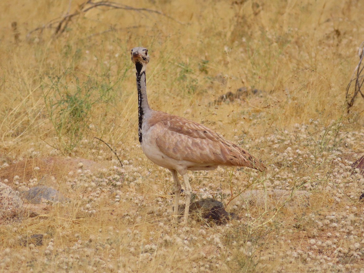 Намибийский корхан - ML644758951