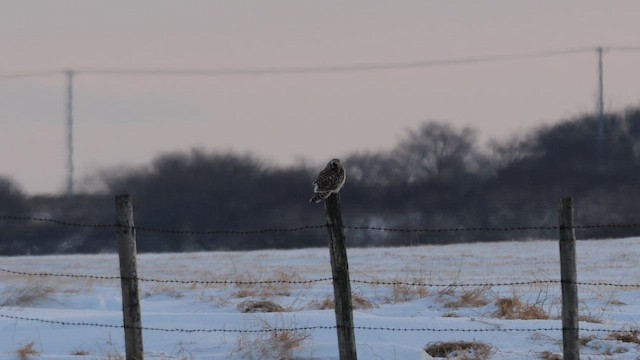 Hibou des marais (flammeus) - ML644758952