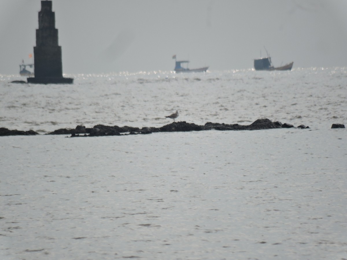 чайка sp. - ML644758965