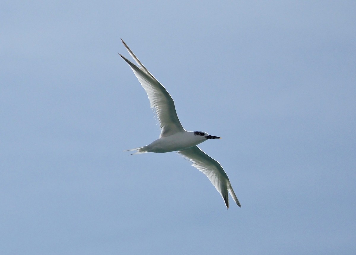 Sandwich Tern - ML644758969