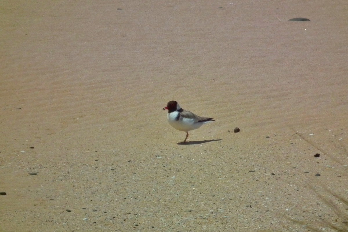 Pluvier à camail - ML644758977