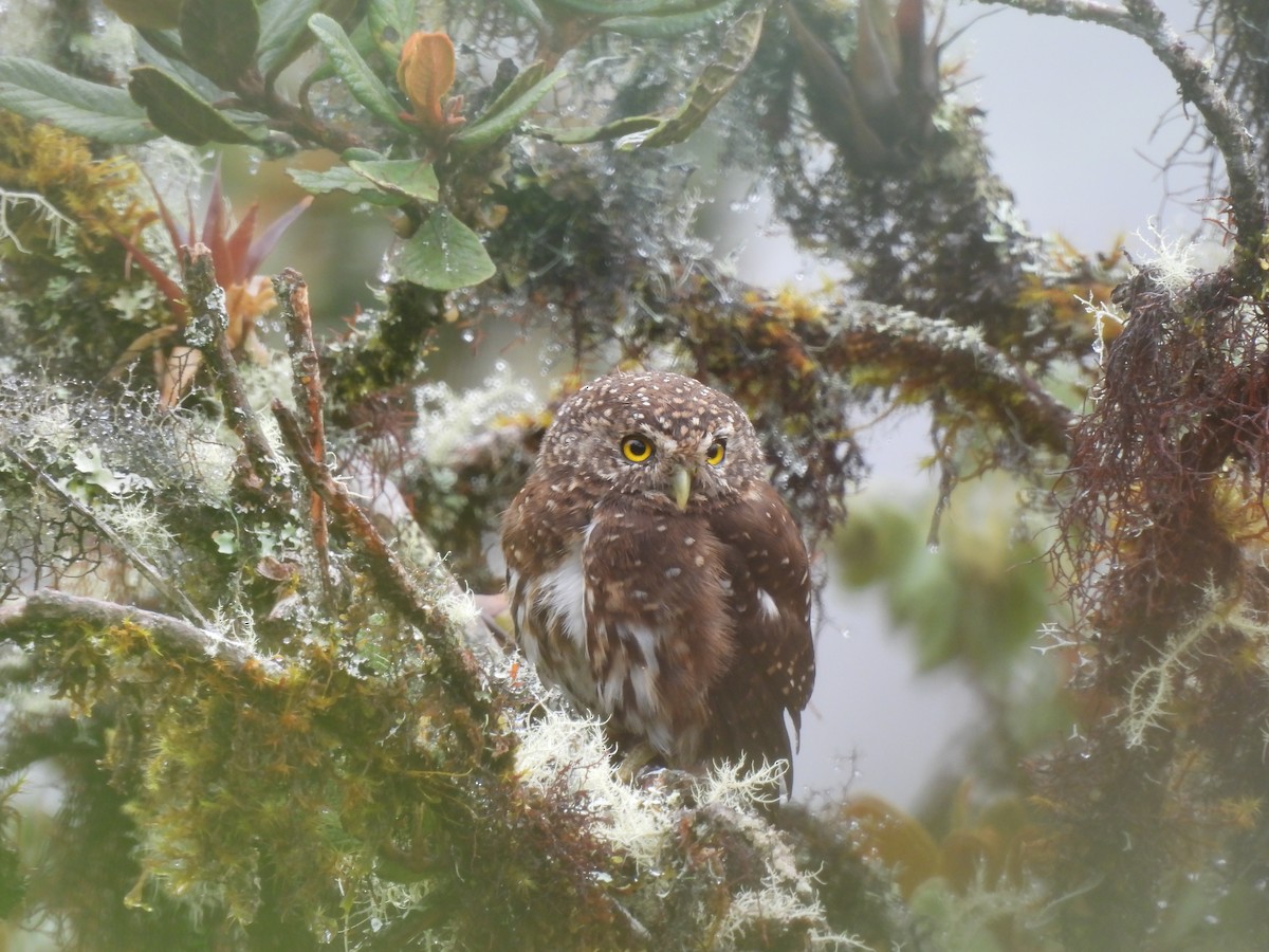 Yungas Pygmy-Owl - ML644758981