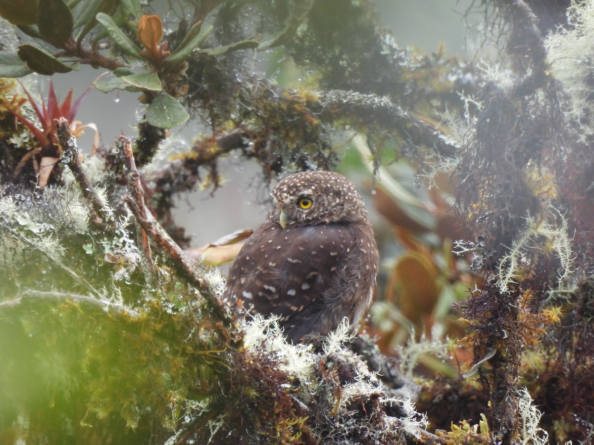 Yungas Pygmy-Owl - ML644758982