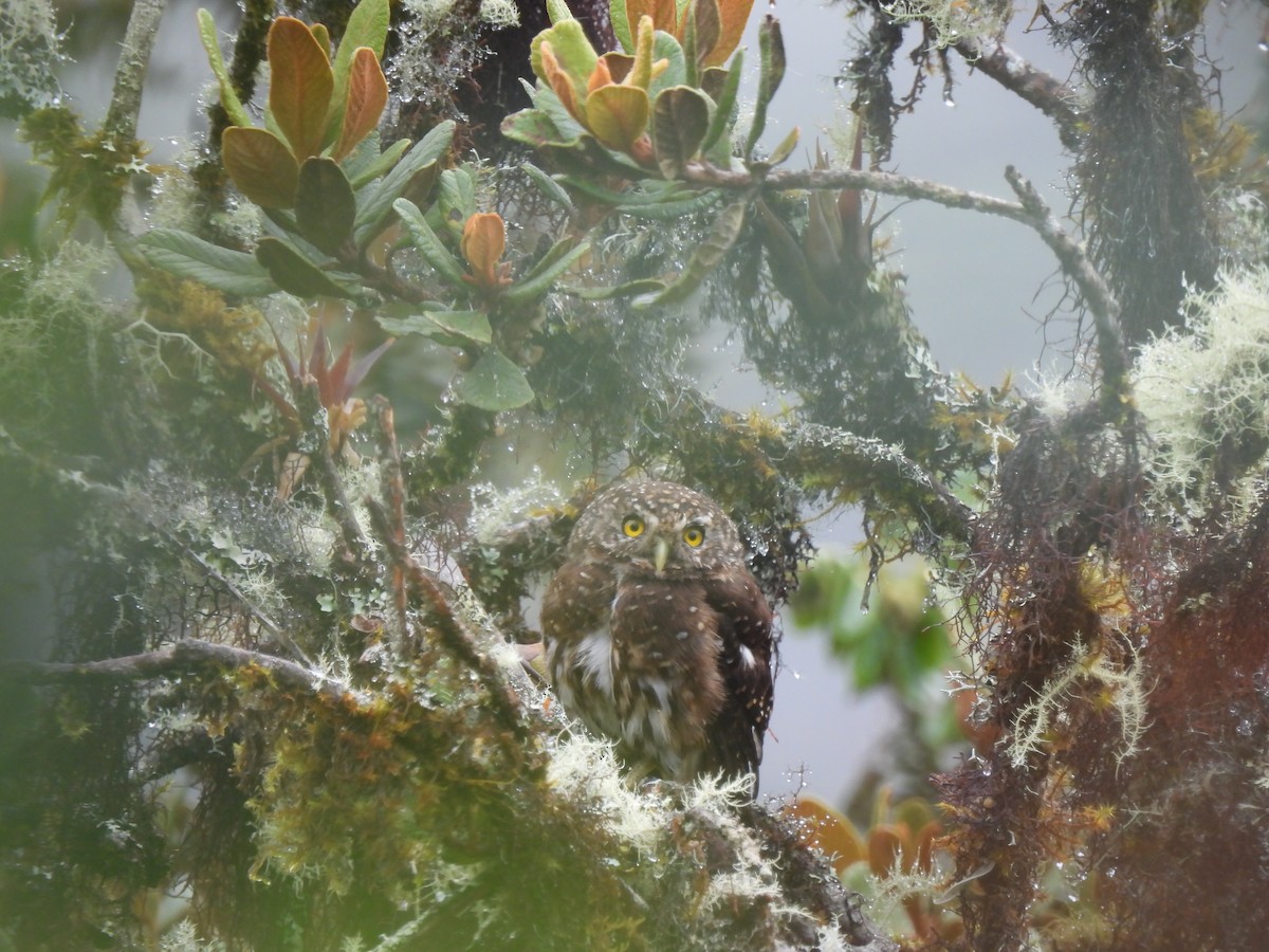 Yungas Pygmy-Owl - ML644758983