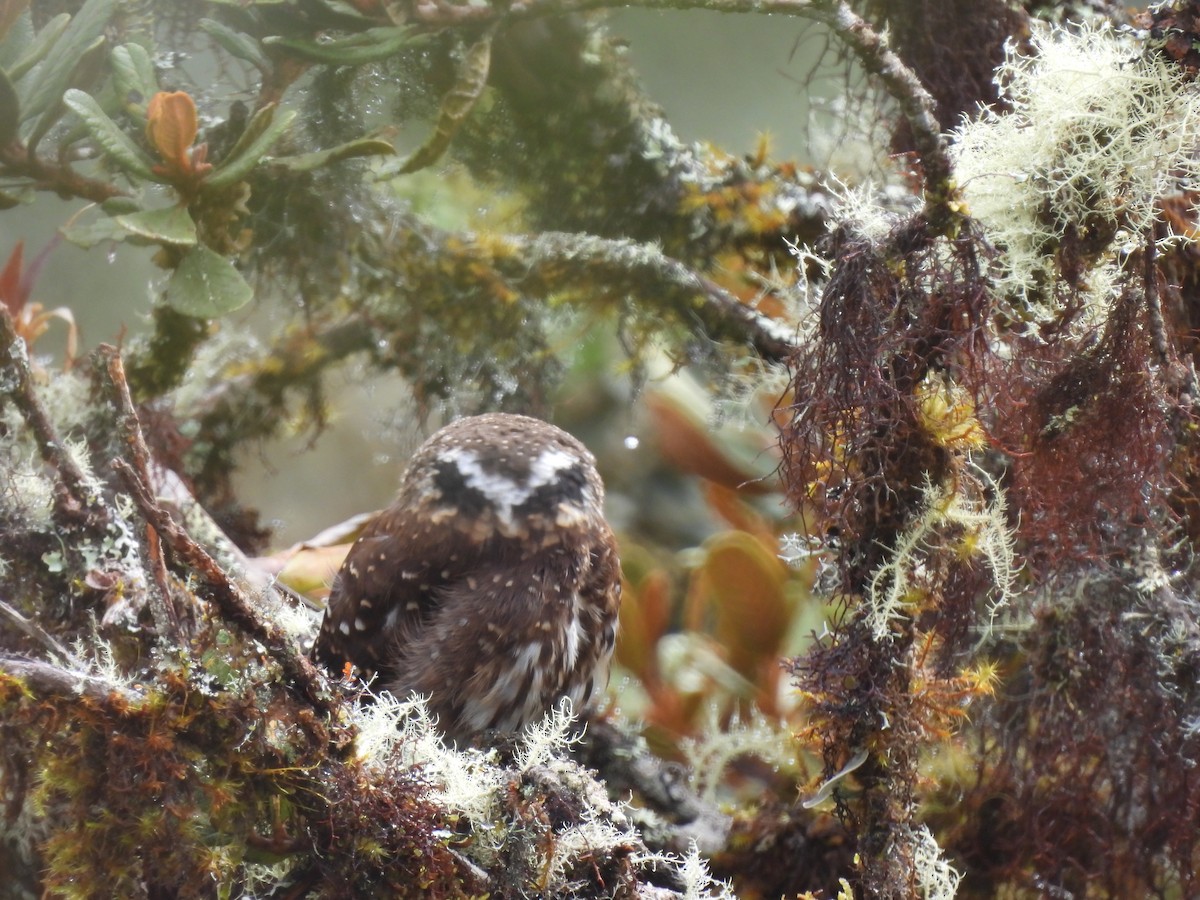 Yungas Pygmy-Owl - ML644758984