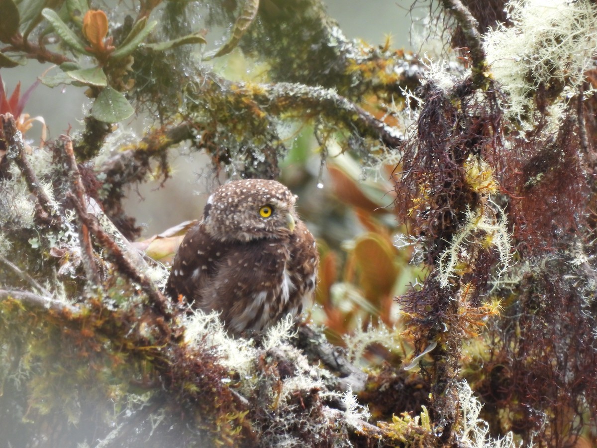 Yungas Pygmy-Owl - ML644758985