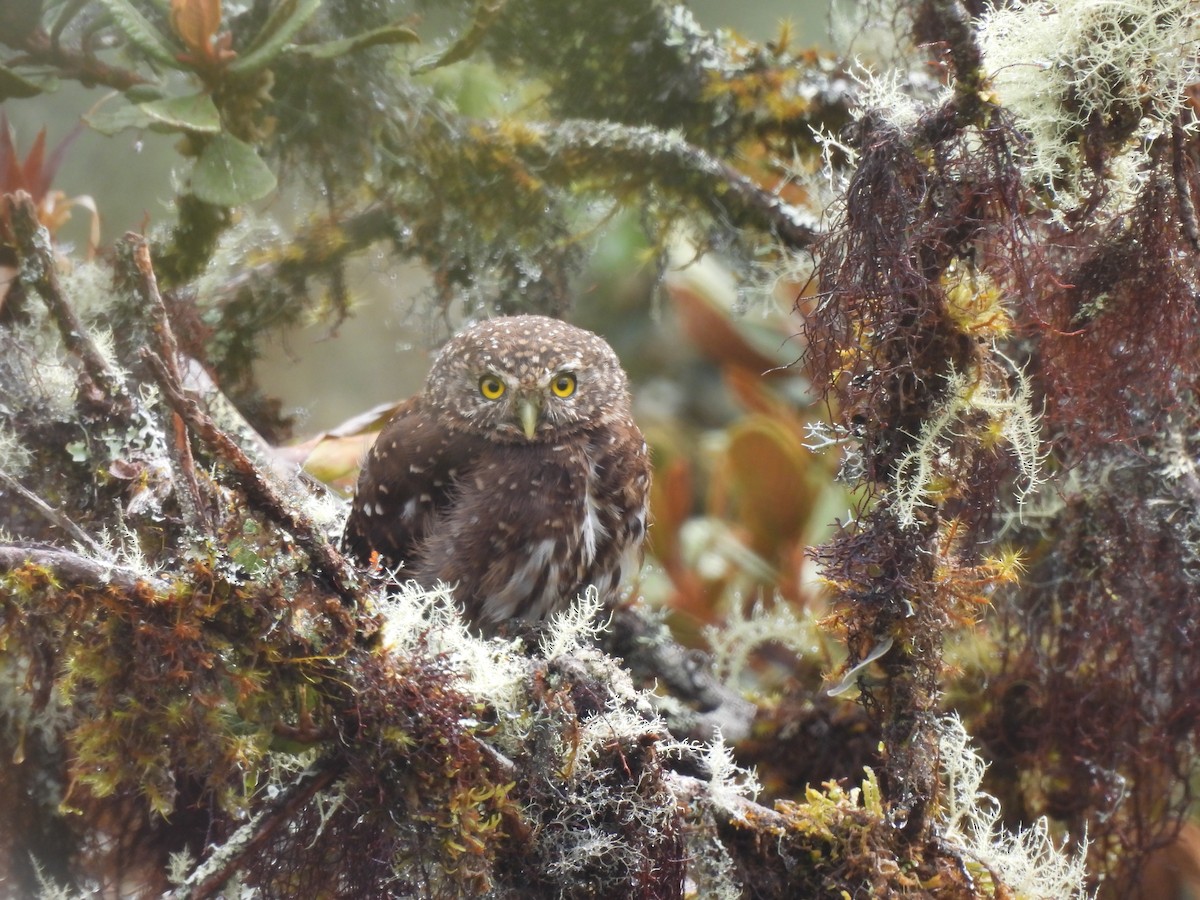 Yungas Pygmy-Owl - ML644758986