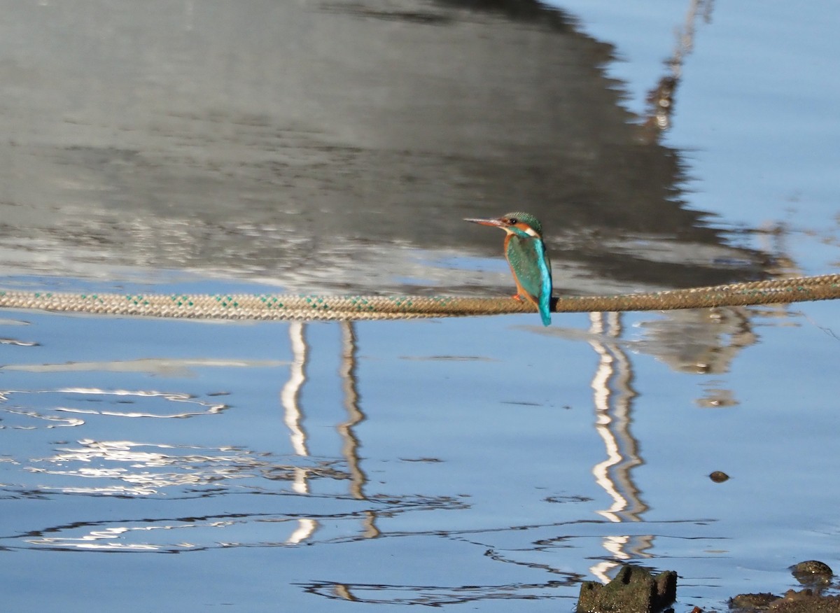 Номин шогшир - ML644758987