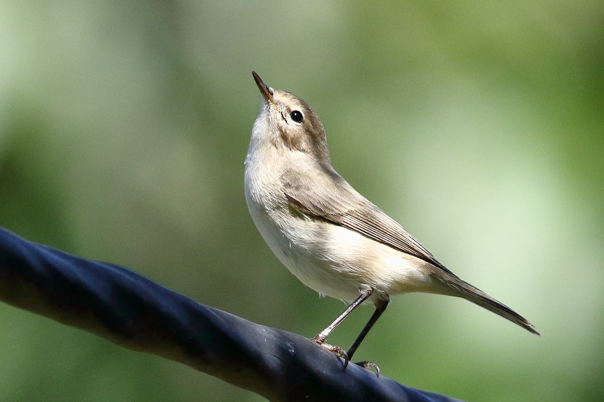 Mosquitero Común - ML644758988