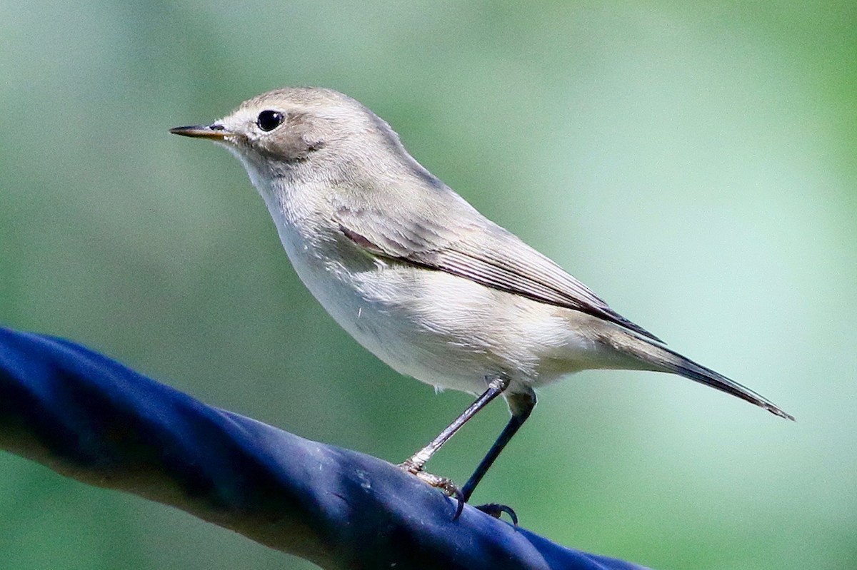 Mosquitero Común - ML644758989