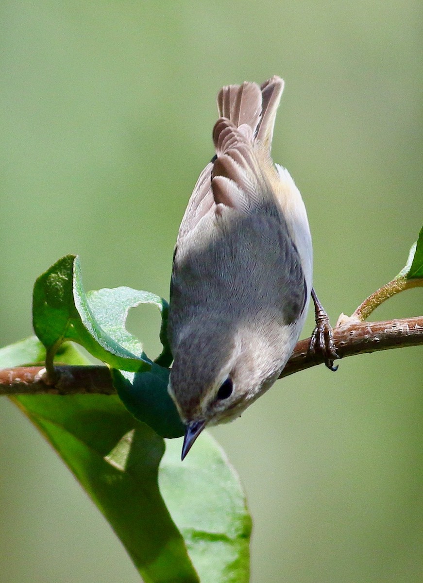 Mosquitero Común - ML644758990