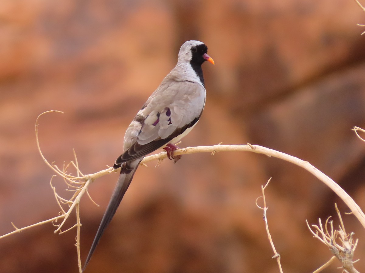 Namaqua Dove - ML644758992