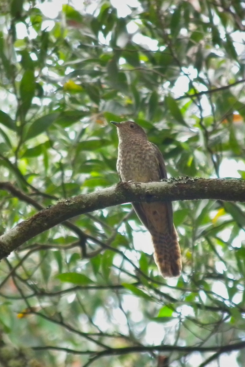 Coucou à éventail - ML644758997