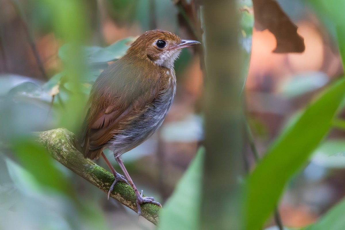 Tapajos Antpitta - ML644759000