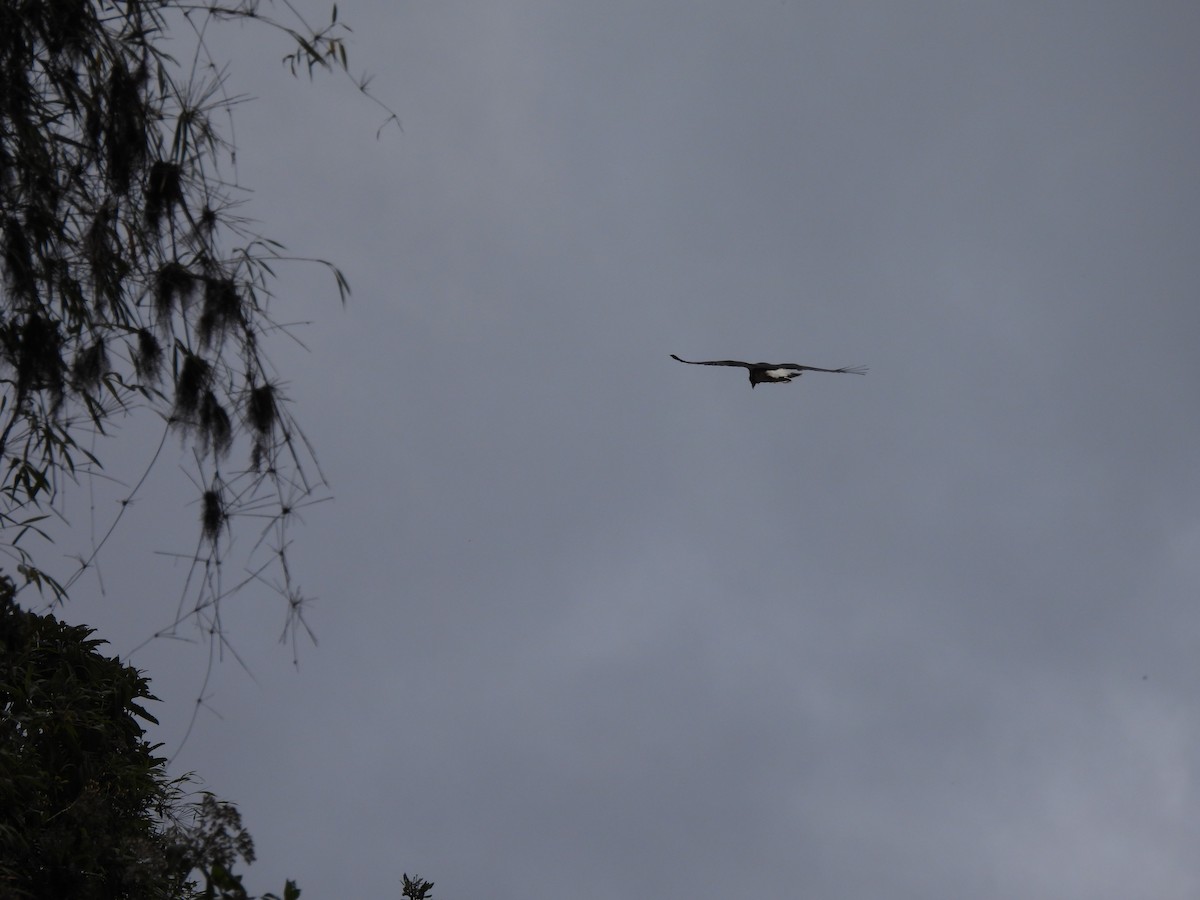 Mountain Caracara - ML644759006