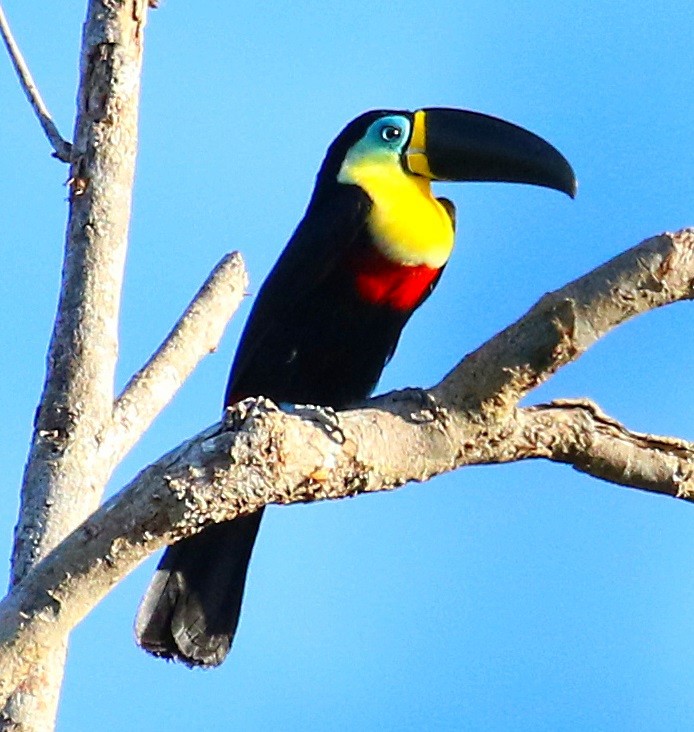 Toucan vitellin - ML644759007