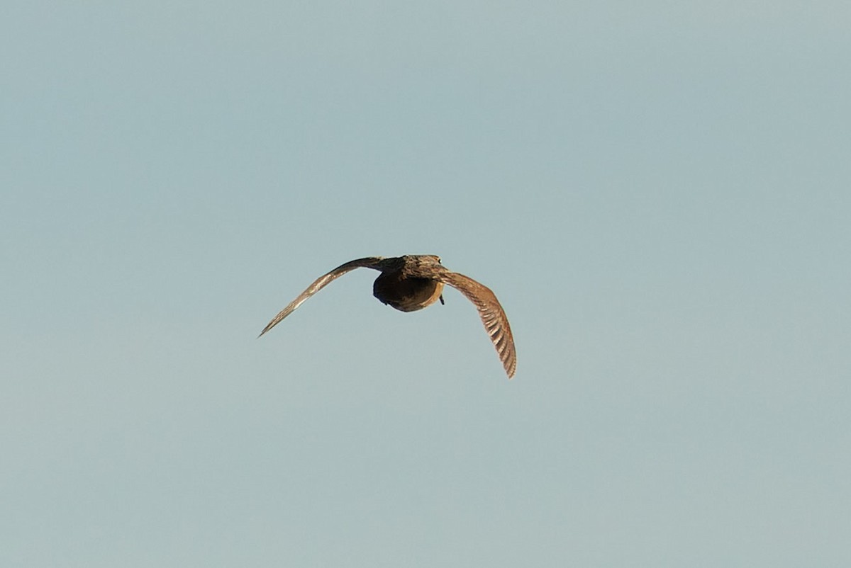 Eurasian Woodcock - ML644759008
