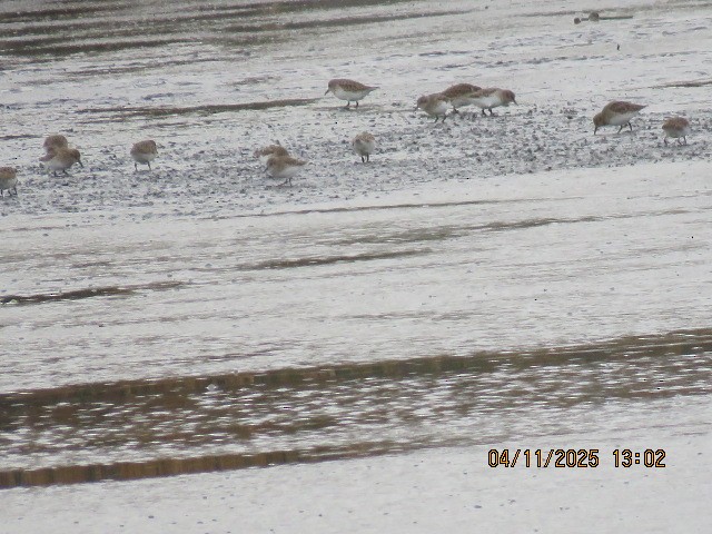 Least Sandpiper - ML644759041