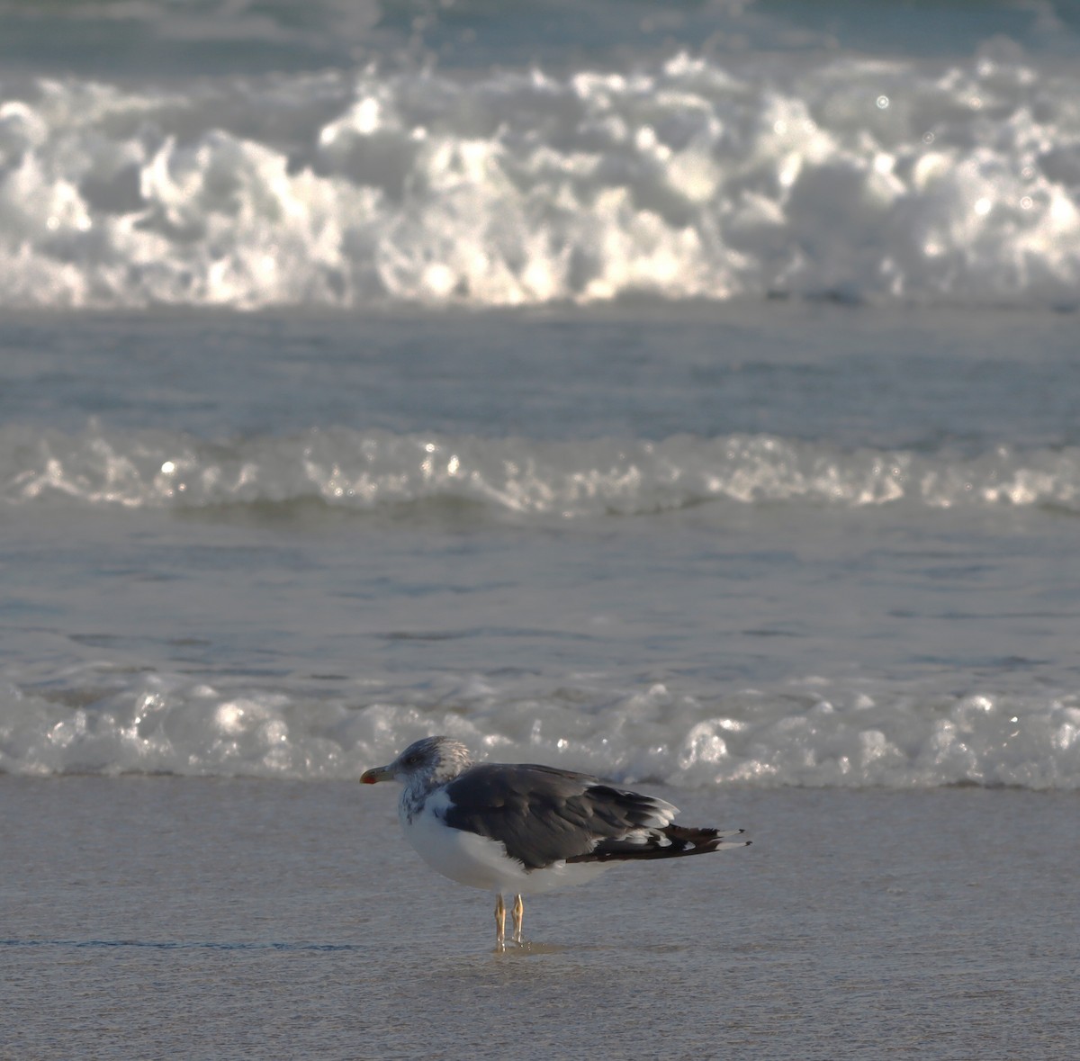 Kara Sırtlı Martı - ML644759042