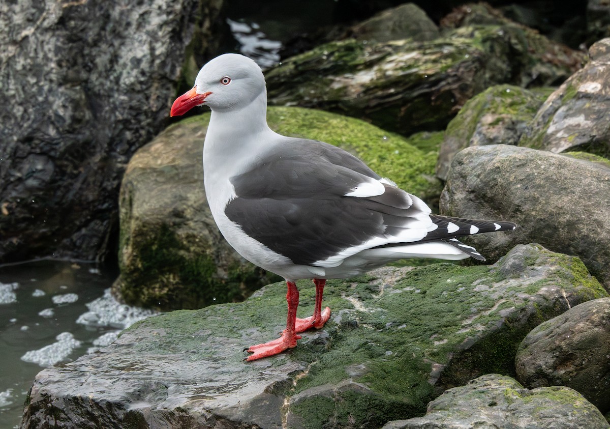 Dolphin Gull - ML644759043