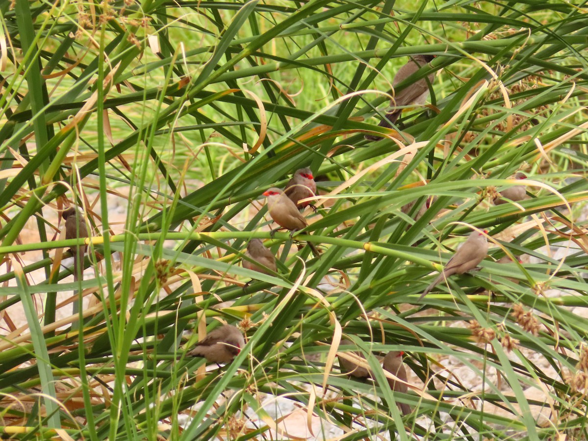 Common Waxbill - ML644759049