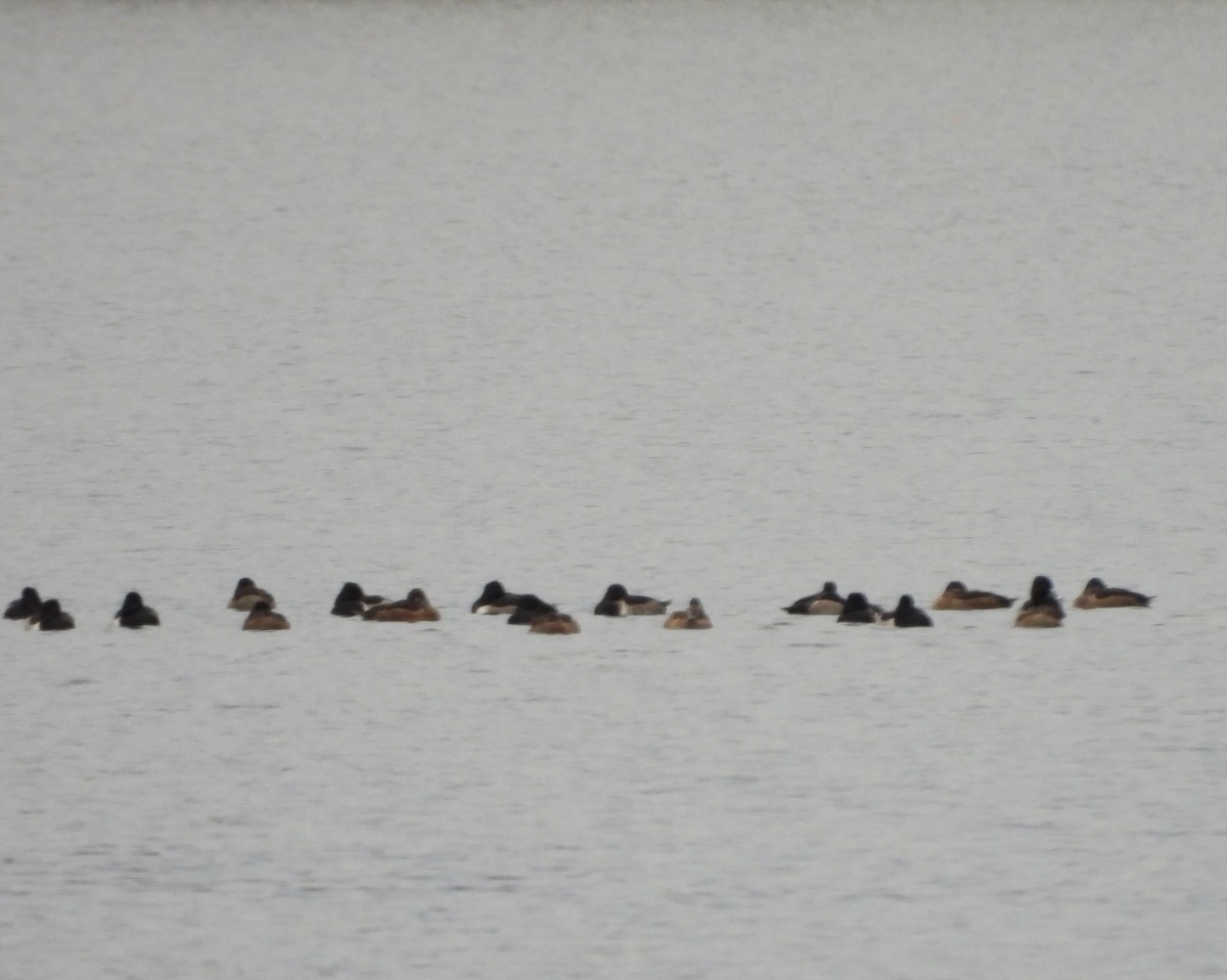 Ring-necked Duck - ML644759057