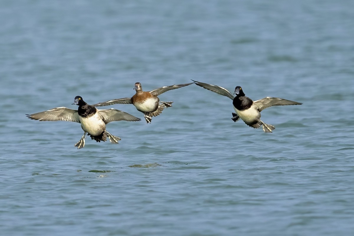 Ring-necked Duck - ML644759061