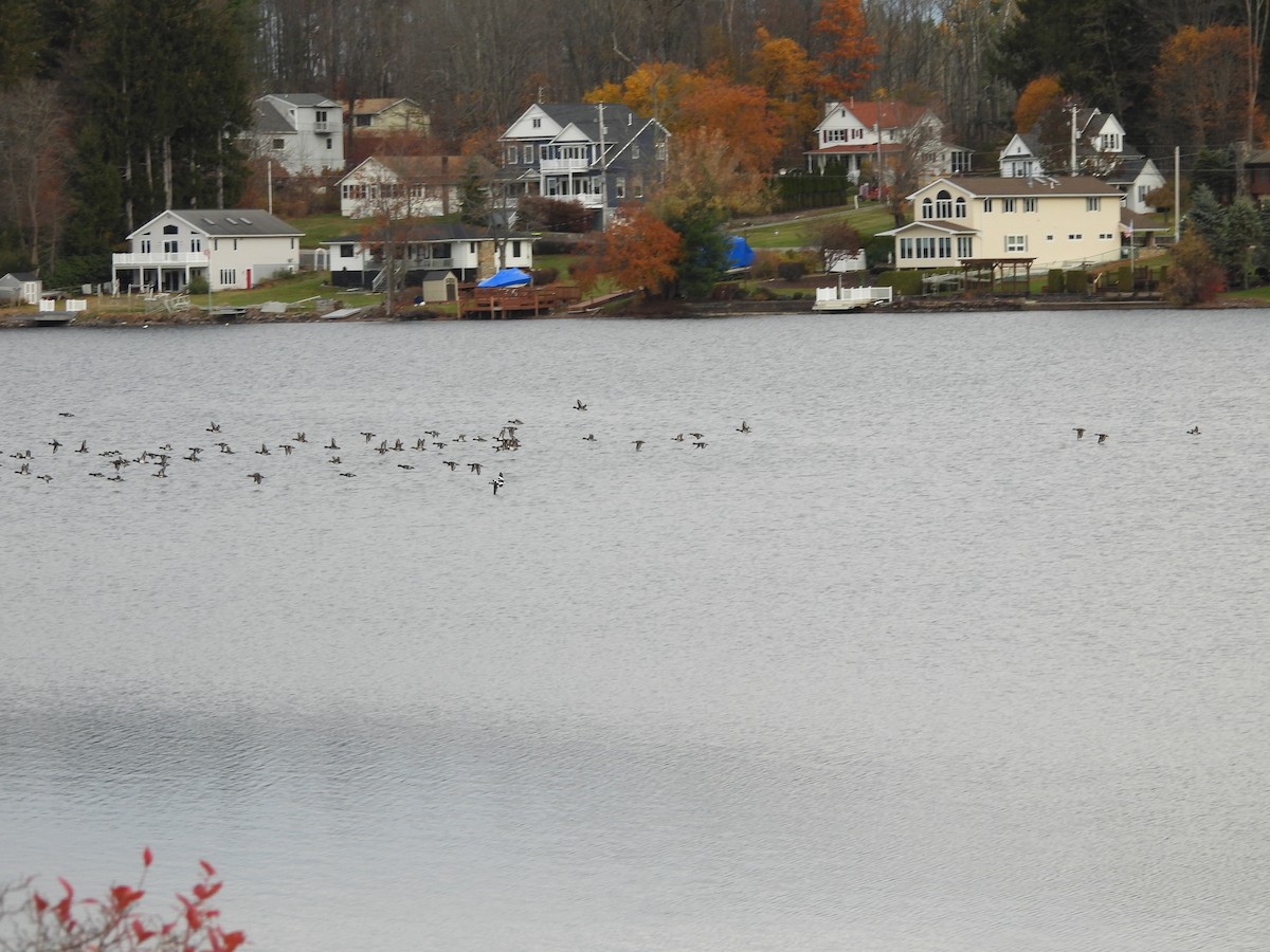 Ring-necked Duck - ML644759062